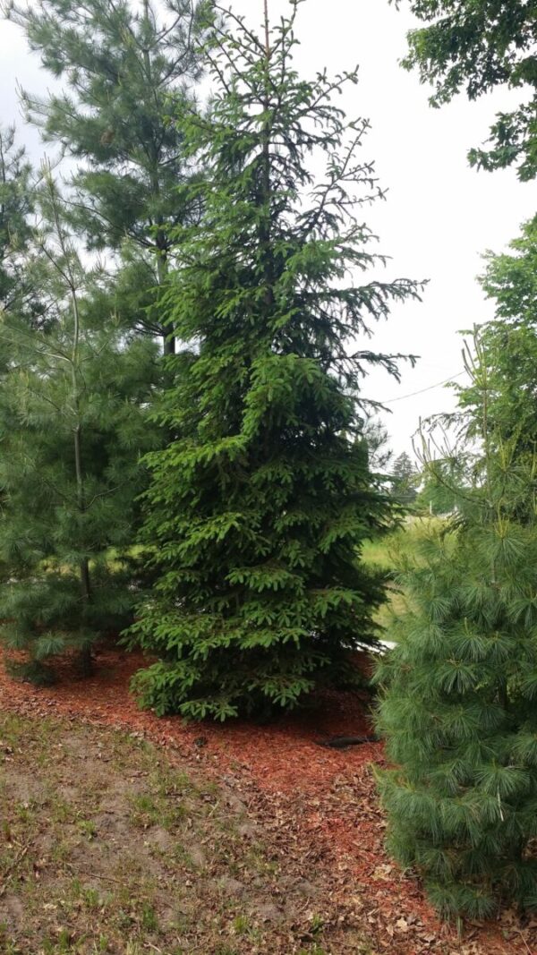 White spruce mature tree Cold Stream Farm