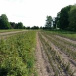 White spruce transplant bed Cold Stream Farm