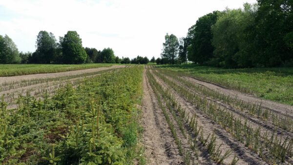 White spruce transplant bed Cold Stream Farm