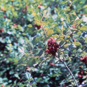 Cold Stream Farm fragrant smac berries on branch