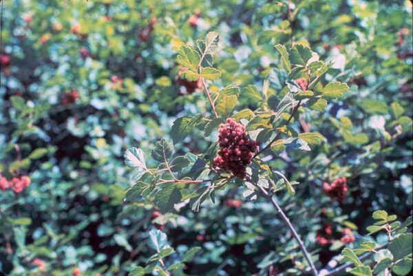 Cold Stream Farm fragrant smac berries on branch