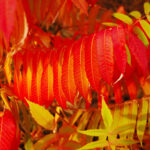 Cold Stream Farm staghorn sumac fall leaves