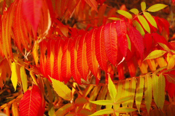 Cold Stream Farm staghorn sumac fall leaves