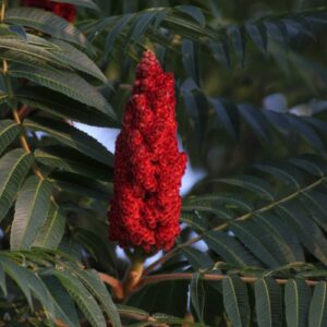 Cold Stream Farm staghorn sumac stock flower