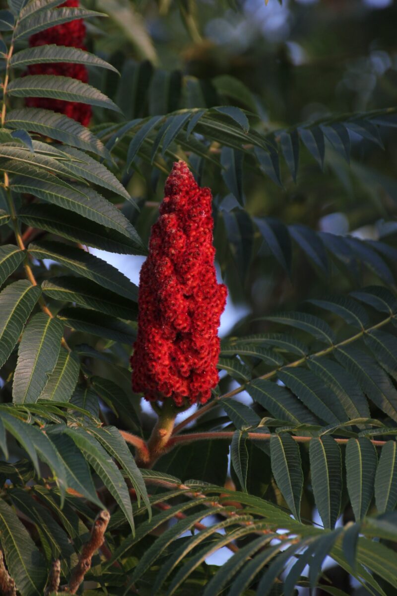 Staghorn Sumac Rhus Typhina Deciduous Shrubs Cold Stream Farm