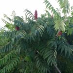 Cold Stream Farm staghorn sumac flowers by the ocean