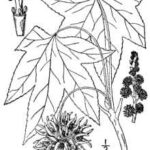 Cold Stream Farm sweet gum drawing