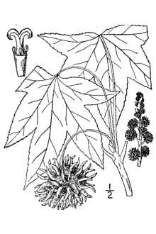 Cold Stream Farm sweet gum drawing