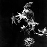 Cold Stream Farm sweet gum leaves and pods