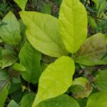 Cold Stream Farm sweetshrub leaves