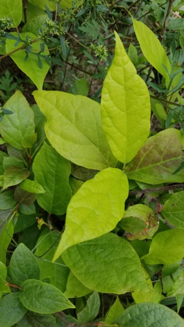 Cold Stream Farm sweetshrub leaves