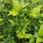 Cold Stream Farm sweetshrub bush with leaves