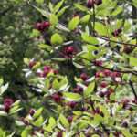 Cold Stream Farm sweetshrub branch with berries