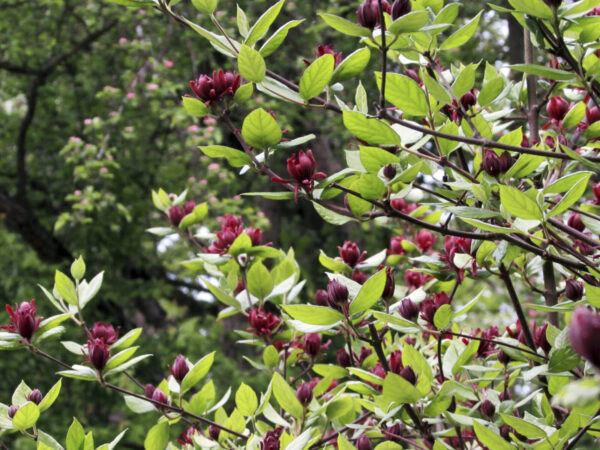 Cold Stream Farm sweetshrub branch with berries