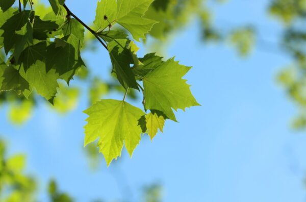 Cold Stream Farm sycamore tree leaves