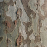 Cold Stream Farm sycamore bark