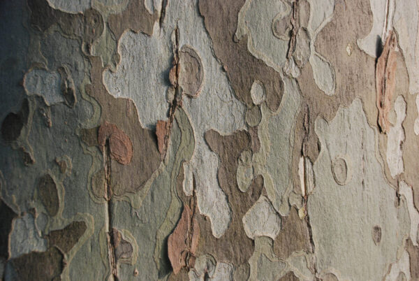 Cold Stream Farm sycamore bark