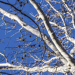 Cold Stream Farm white sycamore tree bark