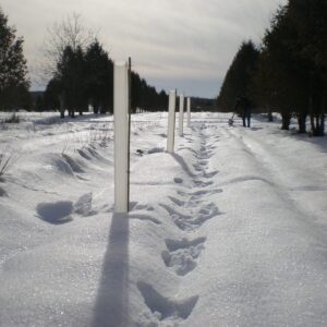 Cold Stream Farm tree bed with tree tubes in winter