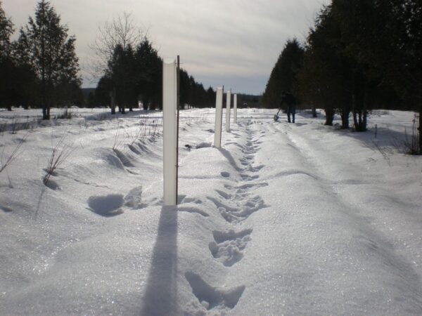 Cold Stream Farm tree bed with tree tubes in winter