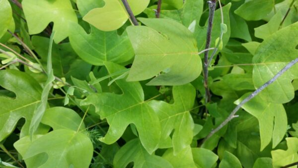 Cold Stream Farm tulip leaf