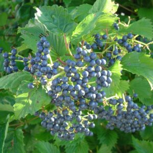 Cold Stream Farm arrowwood viburnum branch with berries