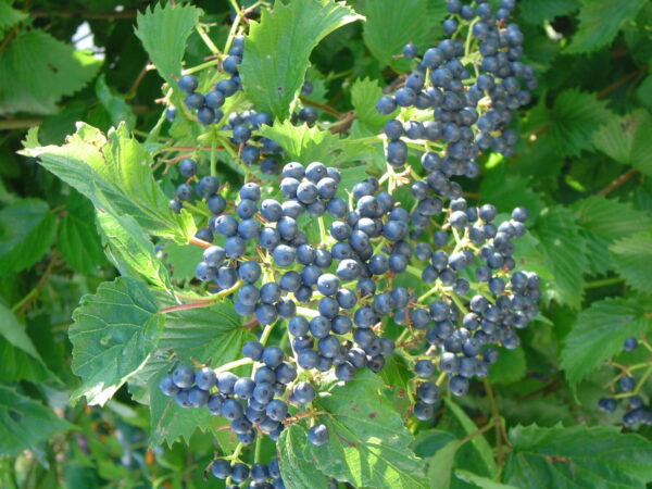 Cold Stream Farm arrowwood viburnum berries