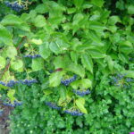Cold Stream Farm arrowwood viburnum plant