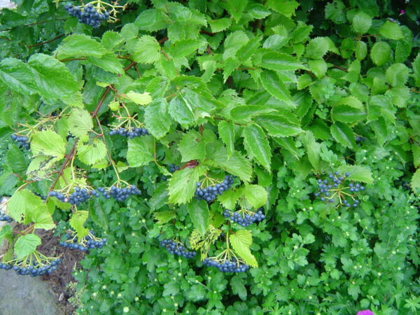 Cold Stream Farm arrowwood viburnum plant