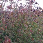 Cold Stream Farm blackhaw berried on a branch