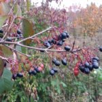 Cold Stream Farm blackhaw viburnum berries in fall