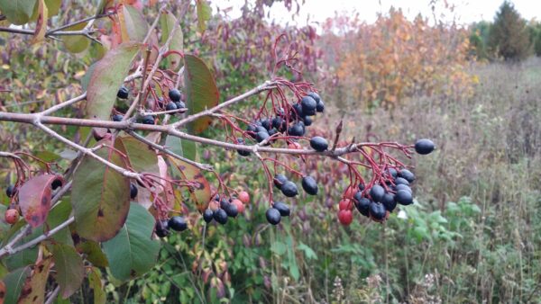 Cold Stream Farm blackhaw viburnum berries in fall