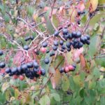 Cold Stream Farm blackhaw viburnum fall