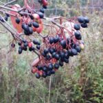 Cold Stream Farm blackhaw viburnum fall berries