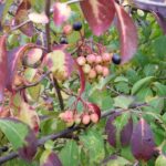 Cold Stream Farm blackhaw viburnum unripe berries