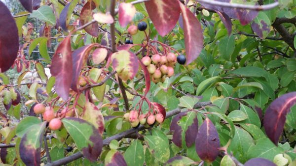 Cold Stream Farm blackhaw viburnum unripe berries