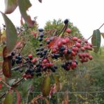Cold Stream Farm blackhaw fall ripe and unripe berries