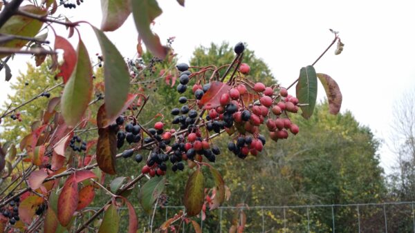 Cold Stream Farm blackhaw fall ripe and unripe berries