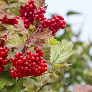 Cold Stream Farm highbush cranberry branch