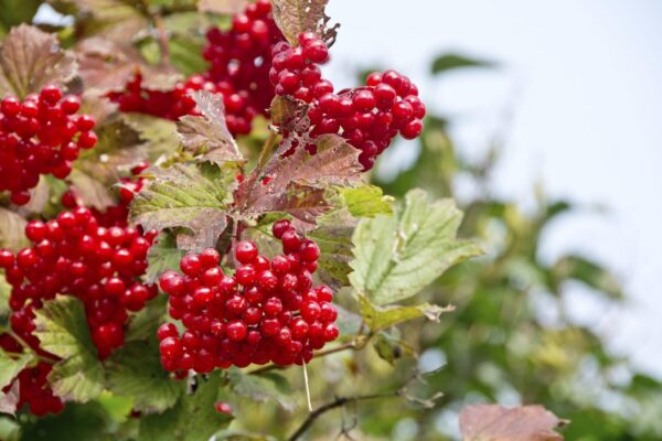 Cold Stream Farm highbush cranberry branch