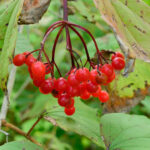 Cold Stream Farm highbush cranberry American berries