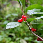 Cold Stream Farm highbush cranberry stock