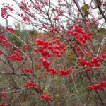 Cold Stream Farm highbush crandberry