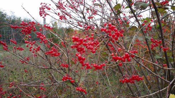Cold Stream Farm highbush crandberry