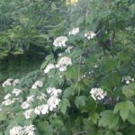 Cold Stream Farm highbush cranberry flowers