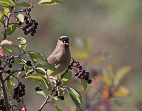 Cold Stream Farm nannuberry viburnum and bird