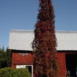 Cold Stream Farm Virginia creeper vine