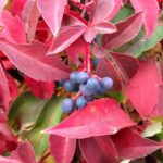 Cold Stream Farm Virginia creeper berries
