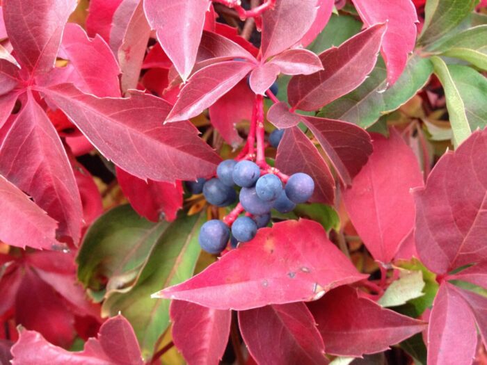 Cold Stream Farm Virginia creeper berries
