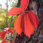 Cold Stream Farm Virginia creeper fall